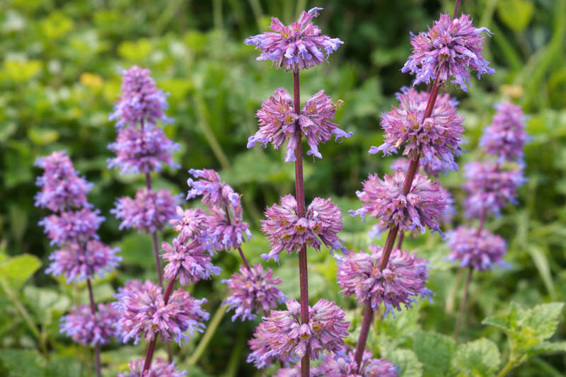 Salvia Verticillata 'Purple Rain', Salvia 'Purple Rain', Sage 'Purple Rain', Whorled Clary 'Purple Rain', Whorled Sage 'Purple Rain', Perennial sage, Hardy Sage, Purple Sage,Whorled Sage 'Purple Rain', Lilac Sage 'Purple Rain'