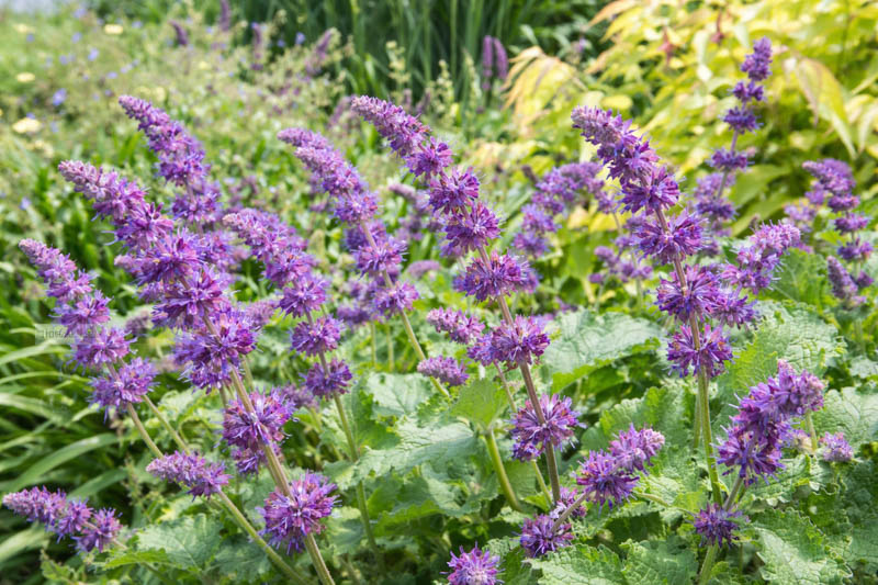 Salvia Verticillata 'Purple Rain', Salvia 'Purple Rain', Sage 'Purple Rain', Whorled Clary 'Purple Rain', Whorled Sage 'Purple Rain', Perennial sage, Hardy Sage, Purple Sage,Whorled Sage 'Purple Rain', Lilac Sage 'Purple Rain'