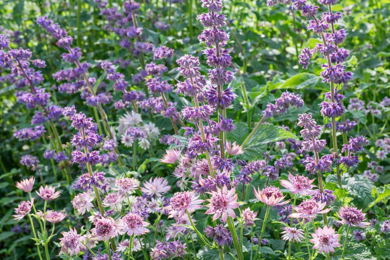 Salvia Verticillata 'Purple Rain', Salvia 'Purple Rain', Sage 'Purple Rain', Whorled Clary 'Purple Rain', Whorled Sage 'Purple Rain', Perennial sage, Hardy Sage, Purple Sage,Whorled Sage 'Purple Rain', Lilac Sage 'Purple Rain'