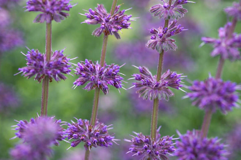 Salvia Verticillata 'Purple Rain', Salvia 'Purple Rain', Sage 'Purple Rain', Whorled Clary 'Purple Rain', Whorled Sage 'Purple Rain', Perennial sage, Hardy Sage, Purple Sage,Whorled Sage 'Purple Rain', Lilac Sage 'Purple Rain'