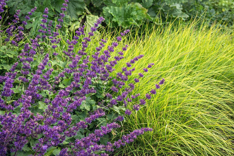 Salvia Verticillata 'Purple Rain', Salvia 'Purple Rain', Sage 'Purple Rain', Whorled Clary 'Purple Rain', Whorled Sage 'Purple Rain', Perennial sage, Hardy Sage, Purple Sage,Whorled Sage 'Purple Rain', Lilac Sage 'Purple Rain'