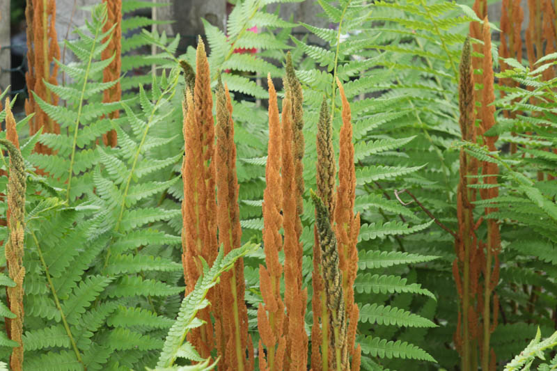 Osmunda Cinnamomea,Cinnamon Fern, Shade plants, shade perennial, plants for shade, plants for wet soils