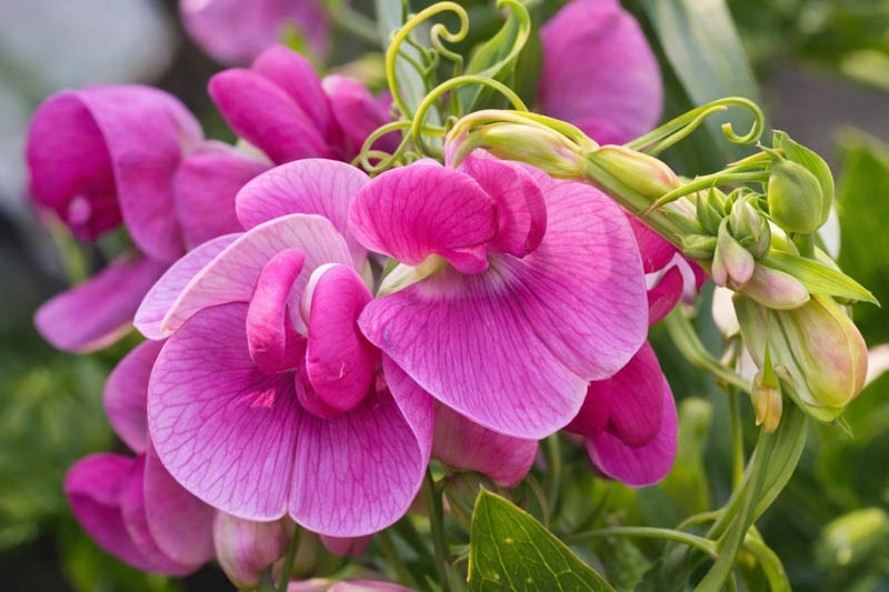 Lathyrus Latifolius,Perennial Sweet Pea, Broad-Leaved Everlasting Pea, Everlasting Pea, Hardy Sweet Pea, Perennial Pea, Fragrant Flowers, Pink Flowers, Purple Flowers, Perennial flowers, Cut flowers, deer resistant flowers