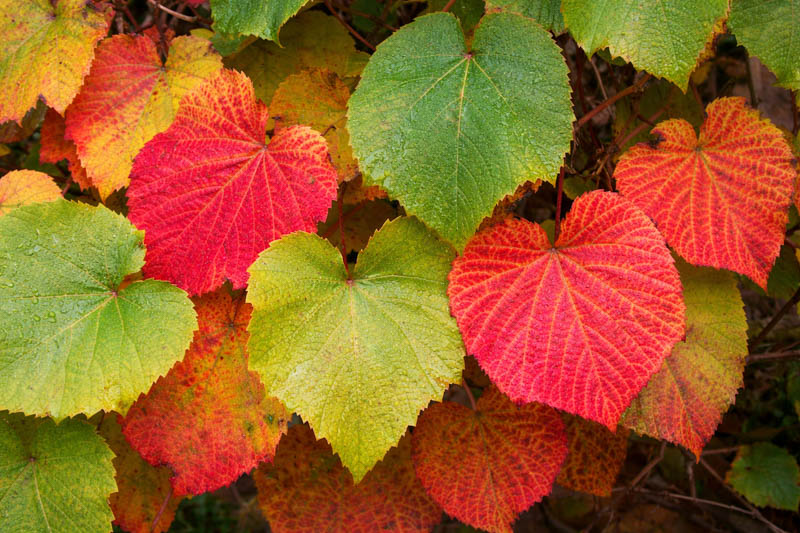 Vitis Coignetiae, Crimson Glory Vine, Grape Vines, Fall color, Red Leaves