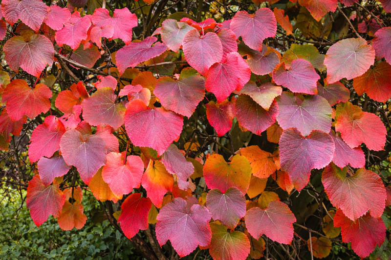 Vitis Coignetiae, Crimson Glory Vine, Grape Vines, Fall color, Red Leaves