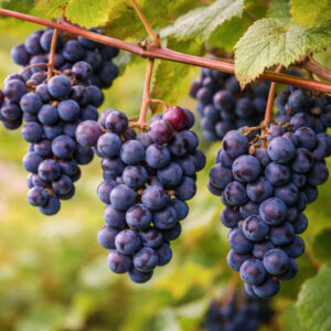 Fox Grape, Concord Grape, American Grape, Vitis labrusca, Northern Fox Grape, Skunk Grape, Slip-skin Grape, Grape