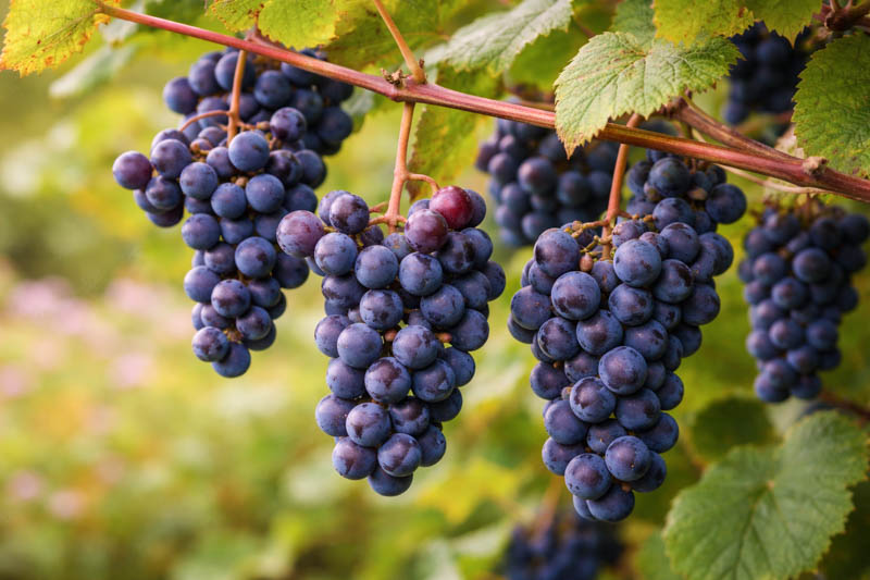 Fox Grape, Concord Grape, American Grape, Vitis labrusca, Northern Fox Grape, Skunk Grape, Slip-skin Grape, Grape