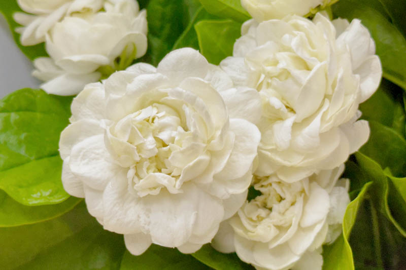 Jasminum Sambac Grand Duke of Tuscany, Arabian Jasmine Grand Duke of Tuscany, Mohle Flower Grand Duke of Tuscany, Zambac Grand Duke of Tuscany, Sampa Gita Grand Duke of Tuscany,Fragrant Vine, Fragrant Shrub, Evergreen Vine, evergreen shrub, White Flowers