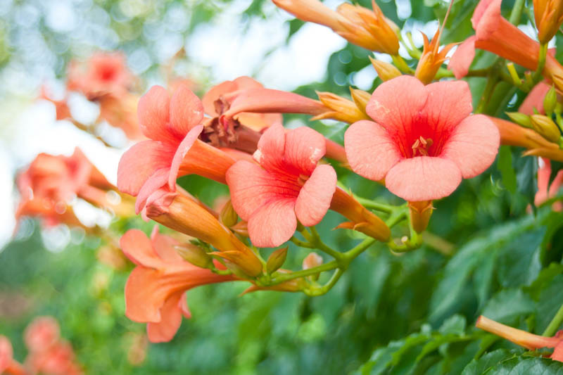 Campsis Radicans, Trumpet Vine, Trumpet Climber, Trumpet Creeper, Trumpet Honeysuckle, Virginian Trumpet Flower, Orange Vines, Mediterranean Vines, Orange Flowers