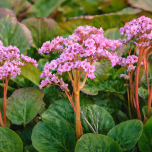 Bergenia Cordifolia, Heartleaf Bergenia, Heart-Leaf Bergenia, Pink Bergenia, Evergreen Perennial, Shade Perennial