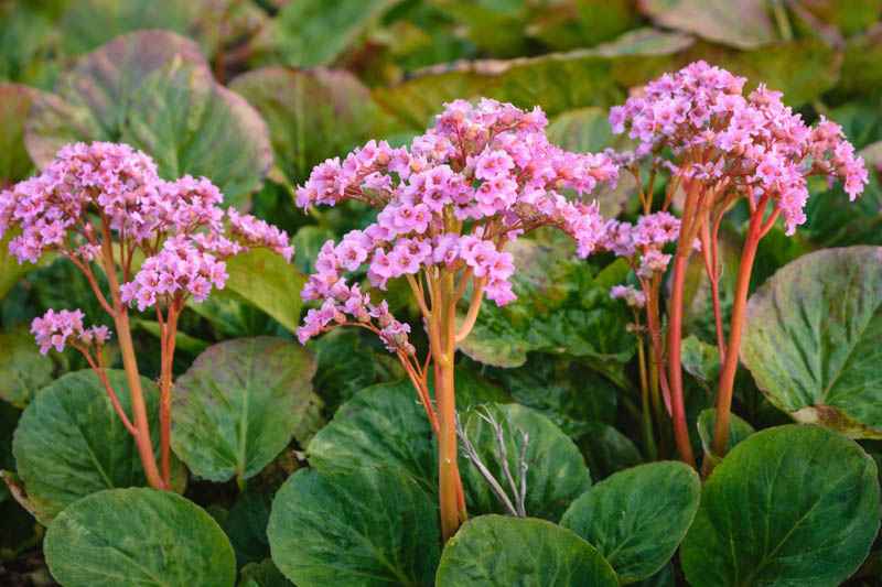 Bergenia Cordifolia, Heartleaf Bergenia, Heart-Leaf Bergenia, Pink Bergenia, Evergreen Perennial, Shade Perennial