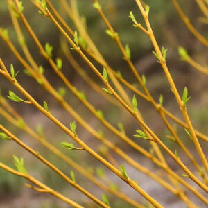 Cornus Sericea 'Flaviramea', Golden-Twig Dogwood, Cornus stolonifera 'Flaviramea', Deciduous Shrubs, Foliage, Fall color, Winter color