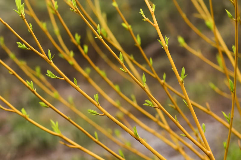 Cornus Sericea 'Flaviramea', Golden-Twig Dogwood, Cornus stolonifera 'Flaviramea', Deciduous Shrubs, Foliage, Fall color, Winter color