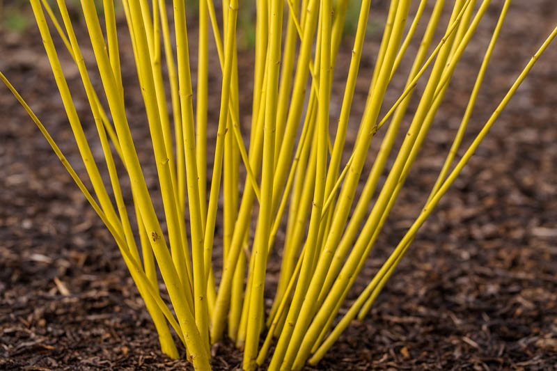 Cornus Sericea 'Flaviramea', Golden-Twig Dogwood, Cornus stolonifera 'Flaviramea', Deciduous Shrubs, Foliage, Fall color, Winter color
