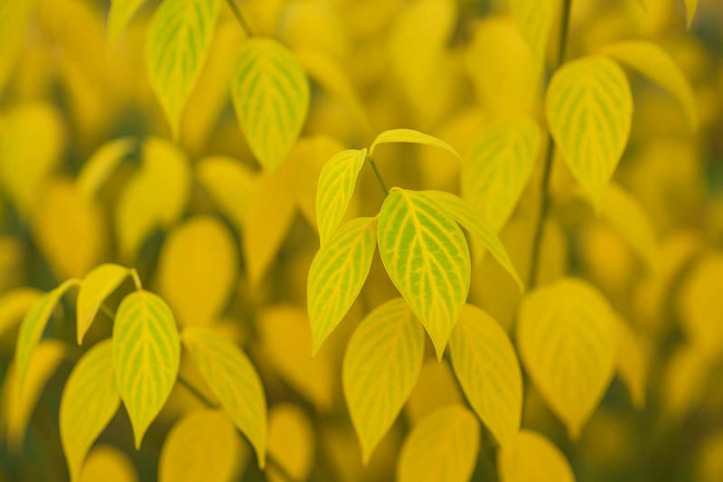 Cornus Sericea 'Flaviramea', Golden-Twig Dogwood, Cornus stolonifera 'Flaviramea', Deciduous Shrubs, Foliage, Fall color, Winter color