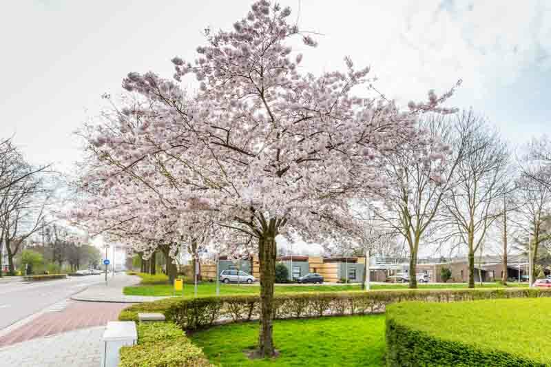 Prunus × subhirtella 'Autumnalis', Higan Cherry 'Autumnalis', Rosebud Cherry 'Autumnalis', Winter Cherry 'Autumnalis', Winter-Flowering Cherry 'Autumnalis', Prunus 'Autumnalis Alba', Flowering Shrub, Pink flowers, Winter Flowers