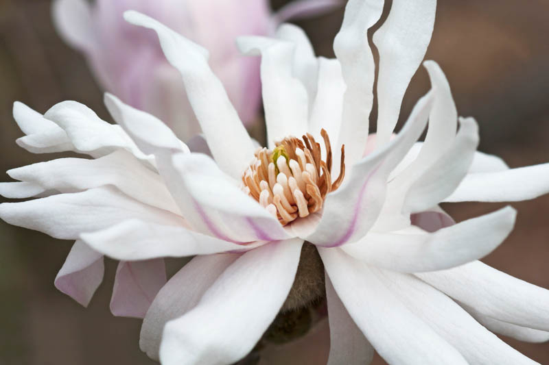 Magnolia stellata 'Centennial', Star Magnolia, Star Magnolia 'Centennial' , White magnolia, Winter flowers, Spring flowers, White flowers, fragrant trees, fragrant flowers