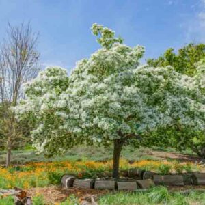 Chionanthus virginicus, Fringe Tree, Fragrant tree, White flowers, Fragrant flowers, berries, black berries