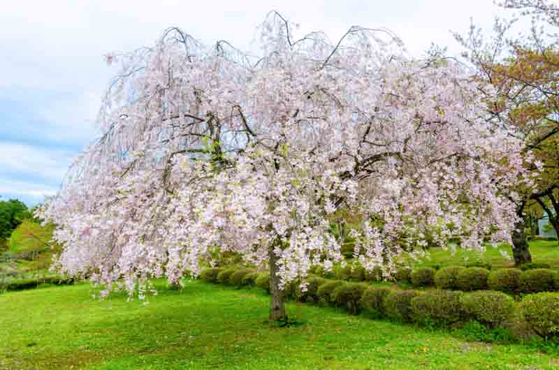 Prunus pendula 'Pendula Rosea', Weeping Cherry 'Pendula Rosea', Weeping Higan Cherry 'Pendula Rosea', Cherry 'Pendula Rosea', Drooping Rosebud Cherry 'Pendula Rosea', Prunus × subhirtella 'Pendula Rosea', Pink flowers, Spring Flowers