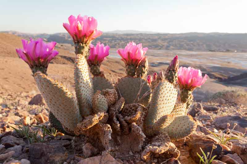 Opuntia basilaris, Beavertail Cactus, Beavertail Prickly Pear, succulent, cactus, drought tolerant plant