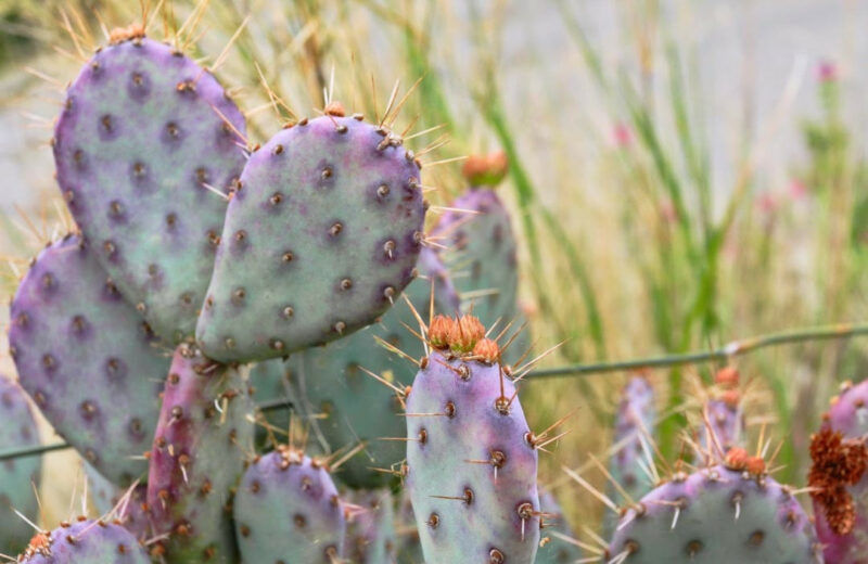 Opuntia 'Baby Rita', Baby Rita Prickly Pear, Prickly Pear, pink succulent, pink cactus, purple cactus, drought tolerant plant, Dwarf cactus, Small cactus