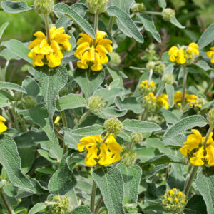 phlomis fruticosa, jerusalem sage