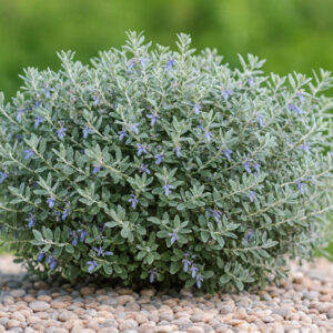 Teucrium fruticans, Tree Germander, Shrubby Germander, Bush Germander, Silver Germander, Mediterranean plants, Mediterranean shrubs, Drought tolerant Shrubs, Silver shrubs