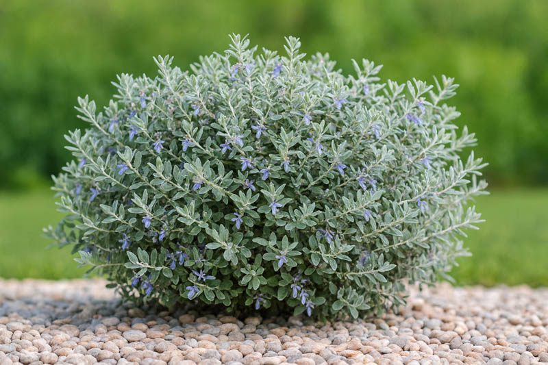 Teucrium fruticans, Tree Germander, Shrubby Germander, Bush Germander, Silver Germander, Mediterranean plants, Mediterranean shrubs, Drought tolerant Shrubs, Silver shrubs