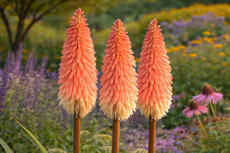 Kniphofia 'Timothy', Red Hot Poker 'Timothy', Poker Plant 'Timothy', Torch Lily 'Timothy', Tritoma 'Bees' Timothy', orange flowers, yellow flowers, summer perennial