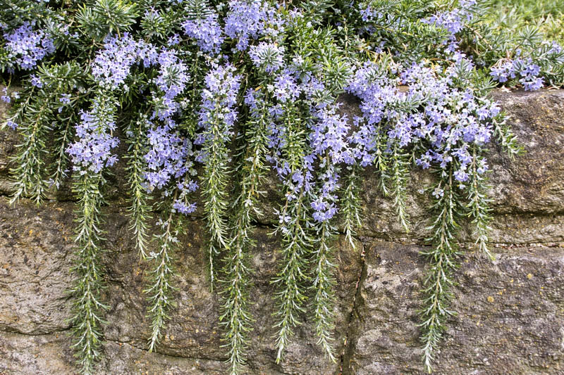 Rosmarinus Officinalis Prostratus, Creeping Rosemary, Prostrate Rosemary, Rosemary Prostratus Group, Rosmarinus corsicus 'Prostratus', Rosmarinus officinalis lavandulaceus, Rosmarinus officinalis repens, Rosmarinus officinalis 'Corsica Prostratus', Rosmarinus officinalis creeping, Rosmarinus officinalis 'Venzano Prostrate', Rosmarinus repens , fragrant shrub, fragrant herb, Mediterranean Plant, Perennial Shrub