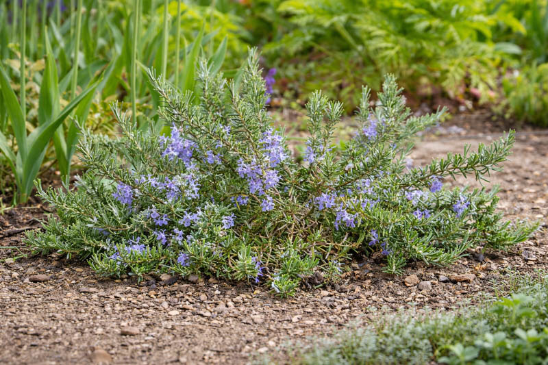 Rosmarinus Officinalis Prostratus, Creeping Rosemary, Prostrate Rosemary, Rosemary Prostratus Group, Rosmarinus corsicus 'Prostratus', Rosmarinus officinalis lavandulaceus, Rosmarinus officinalis repens, Rosmarinus officinalis 'Corsica Prostratus', Rosmarinus officinalis creeping, Rosmarinus officinalis 'Venzano Prostrate', Rosmarinus repens , fragrant shrub, fragrant herb, Mediterranean Plant, Perennial Shrub