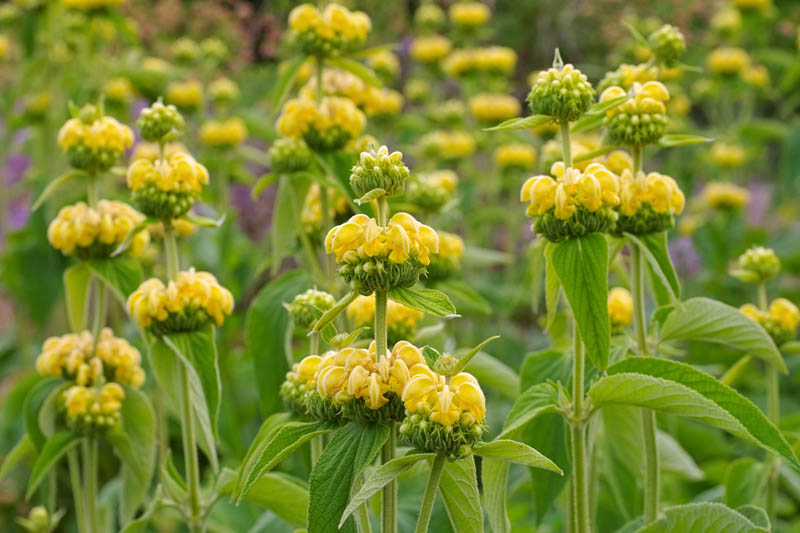 Phlomis russeliana, Jerusalem Sage, Jupiter's Distaff, Yellow Clary, Deer resistant perennials, Yellow perennials
