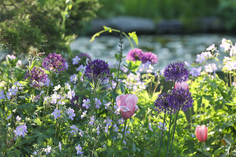 Geranium maculatum, Wild Cranesbill, Tulips, Alliums, Spring garden
