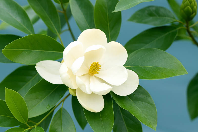 Sweetbay Magnolia, Magnolia virginiana, Sweetbay, Magnolia Flower