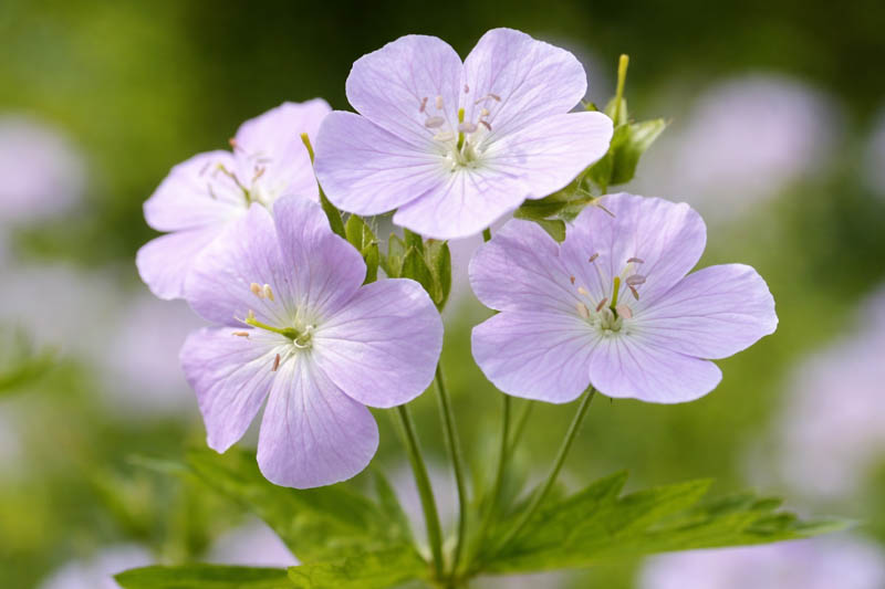 Geranium maculatum,Spotted Cranesbill, Wild Cranesbill, Chocolate Flower, North American Crowfoot, North American Wild Cranesbill, Rock Weed, Sailor's Knot, Shame-Face, Hardy Geraniums, Best geraniums, Best rock garden Geranium, pink geranium