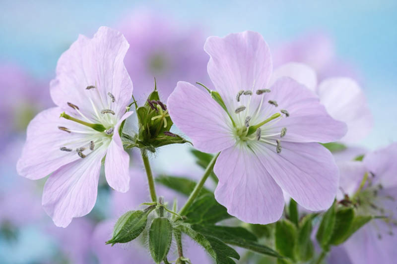 Geranium maculatum,Spotted Cranesbill, Wild Cranesbill, Chocolate Flower, North American Crowfoot, North American Wild Cranesbill, Rock Weed, Sailor's Knot, Shame-Face, Hardy Geraniums, Best geraniums, Best rock garden Geranium, pink geranium