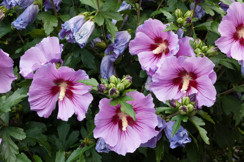 Hibiscus syriacus, Rose of Sharon, Shrub Althea, Flowering Shrub, Pink flowers, Blue flowers, White flowers