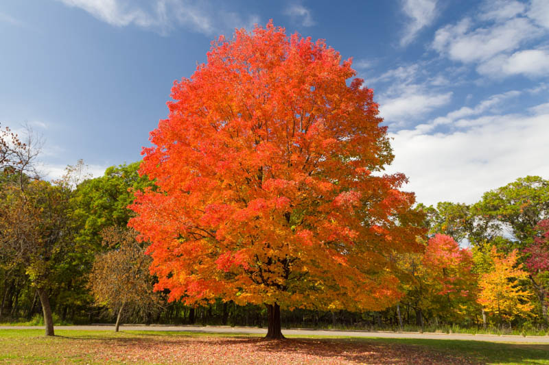 Acer saccharum, Sugar Maple, Northern Sugar Maple, Rock Maple, Striped Maple, Acer palmifolium, Acer saccharophorum, Tree with fall color, Fall color, Red Leaves, Red Autumn Leaves,