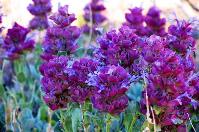Salvia pachyphylla, Rose Sage, Blue Sage, Mountain Desert Sage, Mojave Sage, Blue salvia, Blue Sage, Blue flowers, Purple salvia, Purple Sage, Purple flowers
