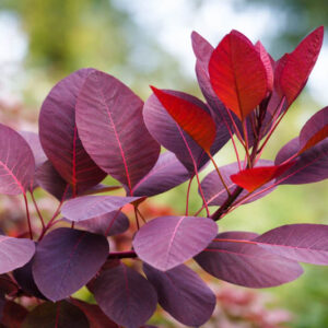 Cotinus coggygria 'Royal Purple', Smokebush 'Royal Purple', Smoketree 'Royal Purple', Eurasian Smokebush 'Royal Purple', Smoke Bush 'Royal Purple', Smoke Tree 'Royal Purple', Rhus Cotinus 'Royal Purple', Deciduous Shrubs, Foliage, Fall color