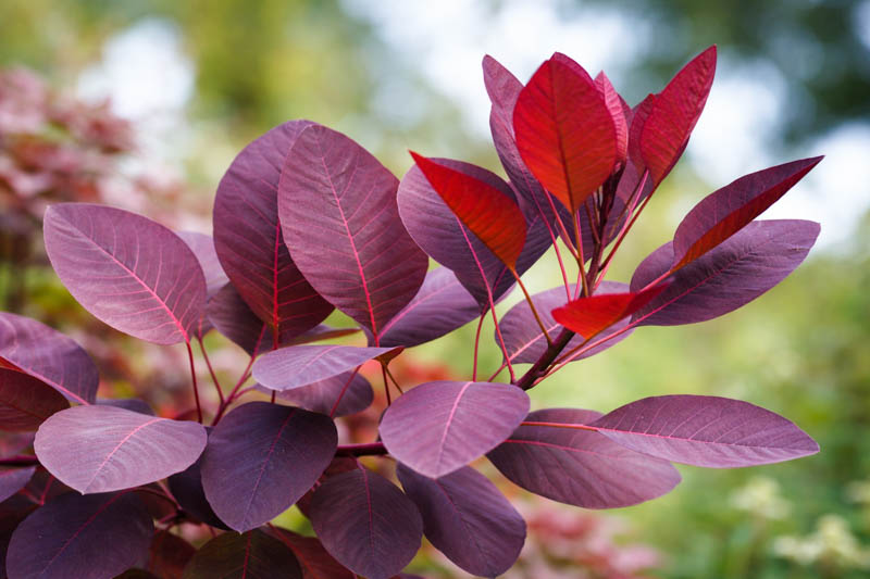 Cotinus coggygria 'Royal Purple', Smokebush 'Royal Purple', Smoketree 'Royal Purple', Eurasian Smokebush 'Royal Purple', Smoke Bush 'Royal Purple', Smoke Tree 'Royal Purple', Rhus Cotinus 'Royal Purple', Deciduous Shrubs, Foliage, Fall color