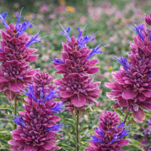 Salvia pachyphylla, Rose Sage, Blue Sage, Mountain Desert Sage, Mojave Sage, Blue salvia, Blue Sage, Blue flowers, Purple salvia, Purple Sage, Purple flowers