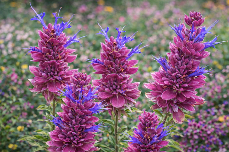 Salvia pachyphylla, Rose Sage, Blue Sage, Mountain Desert Sage, Mojave Sage, Blue salvia, Blue Sage, Blue flowers, Purple salvia, Purple Sage, Purple flowers