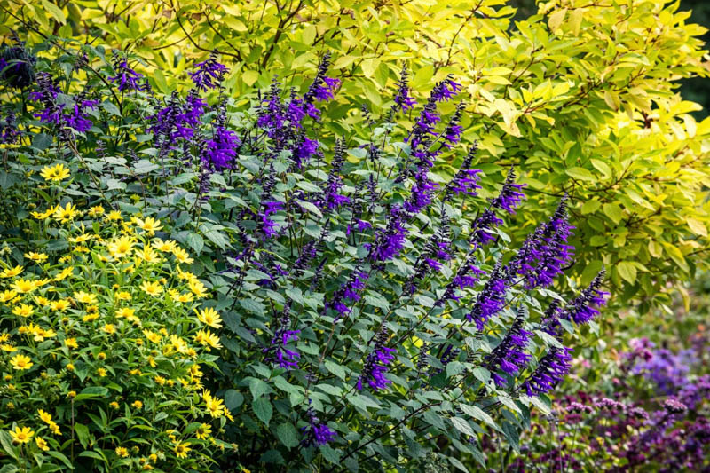Salvia Amistad, Amistad Sage, Purple Salvia, Purple Sage