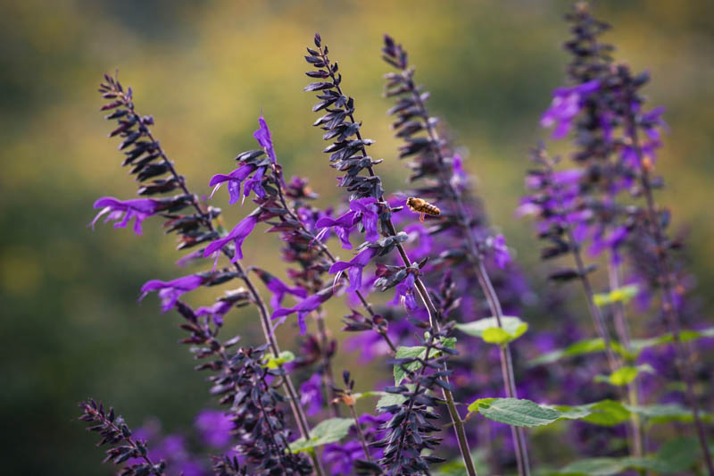 Salvia Amistad, Amistad Sage, Purple Salvia, Purple Sage
