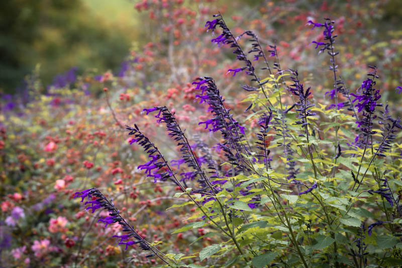 Salvia Amistad, Amistad Sage, Purple Salvia, Purple Sage
