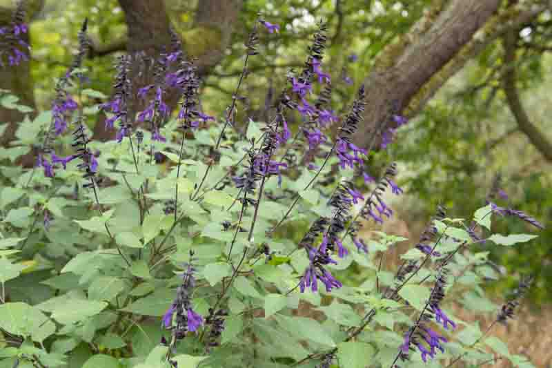 Salvia 'Amistad' (Sage) in a Garden in London, England, UK
