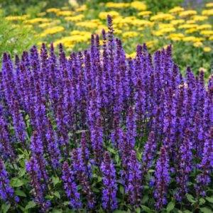Salvia Nemorosa New Dimension Blue, Salvia New Dimension Blue, Sage New Dimension Blue, Blue salvia, Blue Sage, Blue flowers