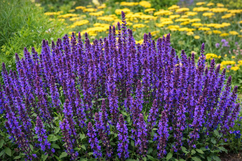 Salvia Nemorosa New Dimension Blue, Salvia New Dimension Blue, Sage New Dimension Blue, Blue salvia, Blue Sage, Blue flowers