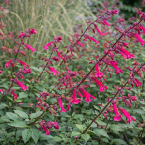Salvia Wendy's Wish, Sage Wendy's Wish, Purple salvia, Purple sage, Pink sage, Pink salvia, evergreen salvia, evergreen sage